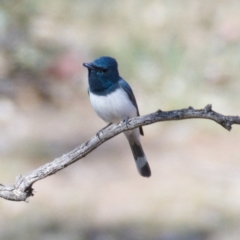 Myiagra rubecula at Symonston, ACT - 24 Oct 2019 09:14 AM