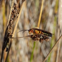 Catocheilus sp. (genus) (Smooth flower wasp) at Bermagui, NSW - 19 Oct 2019 by Jackie Lambert