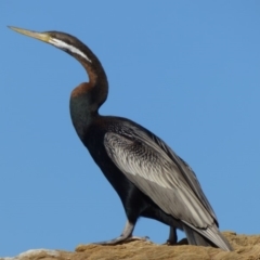 Anhinga novaehollandiae (Australasian Darter) at Bermagui, NSW - 14 Sep 2019 by JackieLambert