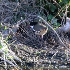 Erythrogonys cinctus (Red-kneed Dotterel) at Fyshwick, ACT - 23 Oct 2019 by RodDeb