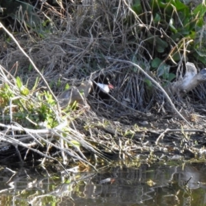 Erythrogonys cinctus at Fyshwick, ACT - 23 Oct 2019