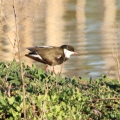 Erythrogonys cinctus at Fyshwick, ACT - 23 Oct 2019