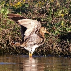 Gallinago hardwickii (Latham's Snipe) at Fyshwick, ACT - 23 Oct 2019 by RodDeb