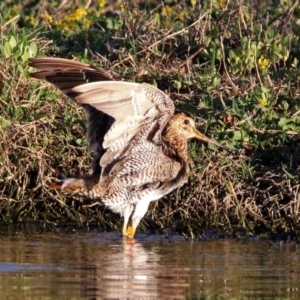 Gallinago hardwickii at Fyshwick, ACT - 23 Oct 2019