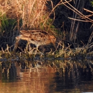 Gallinago hardwickii at Fyshwick, ACT - 23 Oct 2019