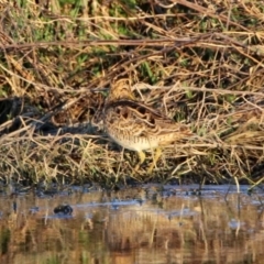 Gallinago hardwickii at Fyshwick, ACT - 23 Oct 2019