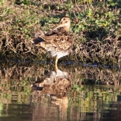 Gallinago hardwickii at Fyshwick, ACT - 23 Oct 2019