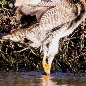 Gallinago hardwickii at Fyshwick, ACT - 23 Oct 2019