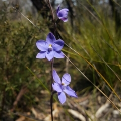 Thelymitra ixioides (Dotted Sun Orchid) at Bundanoon - 15 Oct 2019 by AliciaKaylock