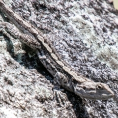 Amphibolurus muricatus (Jacky Lizard) at Tidbinbilla Nature Reserve - 23 Oct 2019 by SWishart