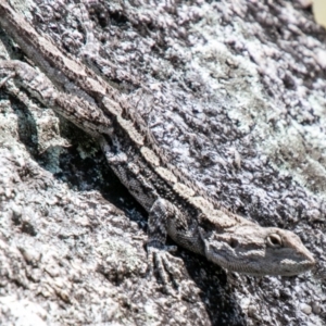 Amphibolurus muricatus at Paddys River, ACT - 23 Oct 2019 12:28 PM