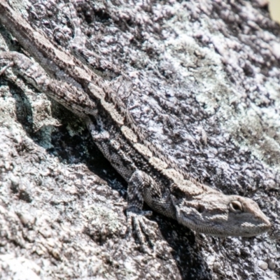 Amphibolurus muricatus (Jacky Lizard) at Paddys River, ACT - 23 Oct 2019 by SWishart