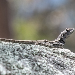 Amphibolurus muricatus at Paddys River, ACT - 23 Oct 2019 12:28 PM