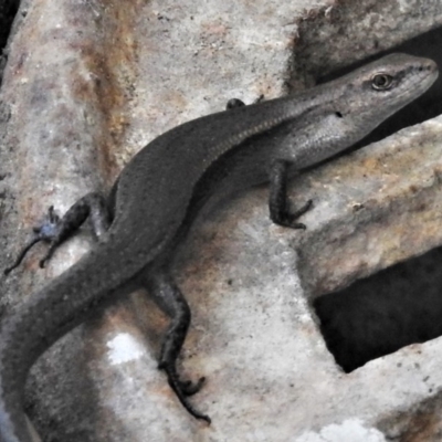 Lampropholis delicata (Delicate Skink) at Wanniassa, ACT - 24 Oct 2019 by JohnBundock