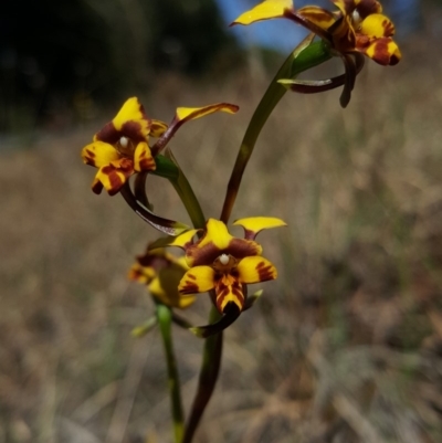 Diuris pardina (Leopard Doubletail) at Penrose - 3 Oct 2019 by AliciaKaylock