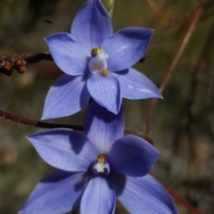 Thelymitra ixioides (Dotted Sun Orchid) at Penrose, NSW - 3 Oct 2019 by AliciaKaylock