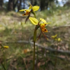 Diuris sulphurea (Tiger Orchid) at Mittagong, NSW - 22 Oct 2019 by AliciaKaylock