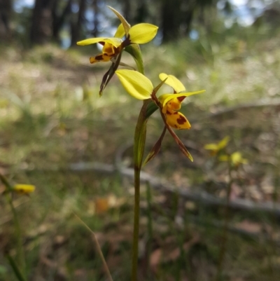 Diuris sulphurea (Tiger Orchid) at Mittagong, NSW - 22 Oct 2019 by AliciaKaylock