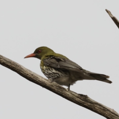 Oriolus sagittatus (Olive-backed Oriole) at Ainslie, ACT - 21 Sep 2019 by jbromilow50