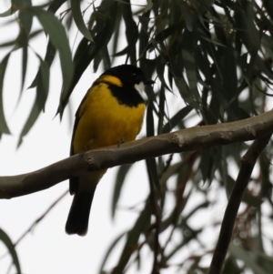 Pachycephala pectoralis at Majura, ACT - 21 Sep 2019 04:21 PM