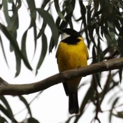 Pachycephala pectoralis at Majura, ACT - 21 Sep 2019 04:21 PM