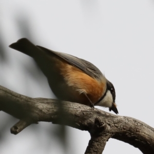 Pachycephala rufiventris at Majura, ACT - 21 Sep 2019