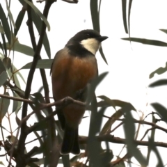 Pachycephala rufiventris at Majura, ACT - 21 Sep 2019