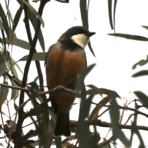 Pachycephala rufiventris at Majura, ACT - 21 Sep 2019