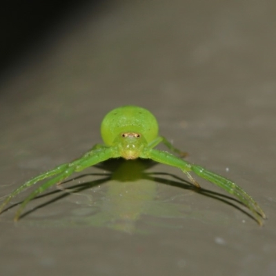 Thomisidae (family) (Unidentified Crab spider or Flower spider) at ANBG - 22 Oct 2019 by TimL