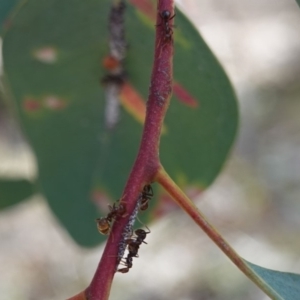 Papyrius nitidus at Hughes, ACT - 24 Oct 2019