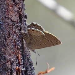 Acrodipsas myrmecophila (Small Ant-blue Butterfly) at suppressed - 23 Oct 2019 by roymcd