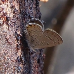 Acrodipsas myrmecophila at suppressed - 24 Oct 2019