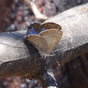 Acrodipsas myrmecophila at suppressed - 24 Oct 2019