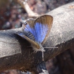 Acrodipsas myrmecophila at suppressed - 24 Oct 2019