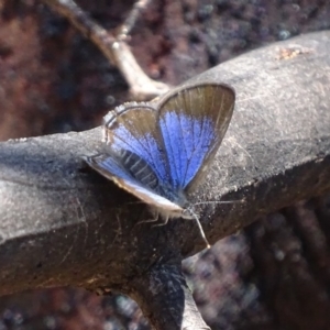 Acrodipsas myrmecophila at suppressed - 24 Oct 2019