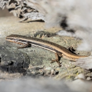 Morethia boulengeri at Hawker, ACT - 24 Oct 2019 08:38 AM