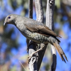 Ptilonorhynchus violaceus at Hawker, ACT - 24 Oct 2019