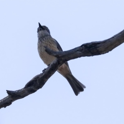 Pachycephala rufiventris (Rufous Whistler) at The Pinnacle - 24 Oct 2019 by AlisonMilton