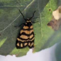 Asura lydia (Lydia Lichen Moth) at Hawker, ACT - 23 Oct 2019 by AlisonMilton