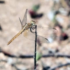 Diplacodes haematodes (Scarlet Percher) at Hawker, ACT - 23 Oct 2019 by AlisonMilton