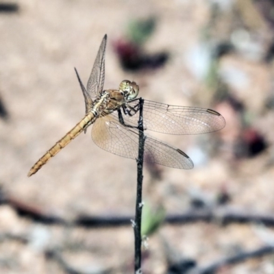 Diplacodes haematodes (Scarlet Percher) at Hawker, ACT - 24 Oct 2019 by AlisonMilton