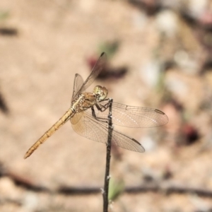 Diplacodes haematodes at Hawker, ACT - 24 Oct 2019