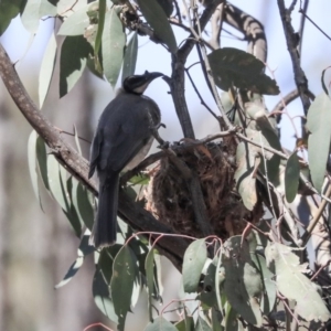 Philemon corniculatus at Bruce, ACT - 22 Oct 2019