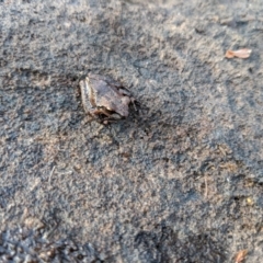 Litoria wilcoxii (Rocky River Tree Frog) at Robertson, NSW - 24 Oct 2019 by Margot