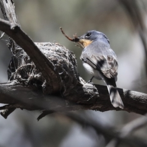 Myiagra rubecula at Bruce, ACT - 22 Oct 2019