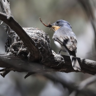 Myiagra rubecula (Leaden Flycatcher) at Gossan Hill - 21 Oct 2019 by AlisonMilton