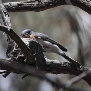 Myiagra rubecula at Bruce, ACT - 22 Oct 2019