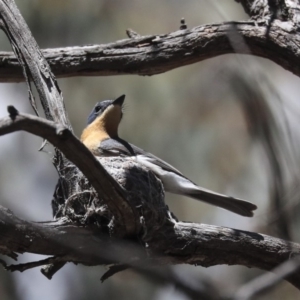 Myiagra rubecula at Bruce, ACT - 22 Oct 2019