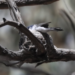 Myiagra rubecula at Bruce, ACT - 22 Oct 2019