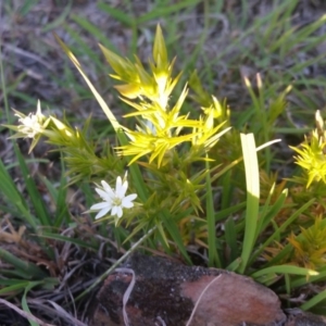 Stellaria pungens at Yass River, NSW - 24 Oct 2019 05:49 PM